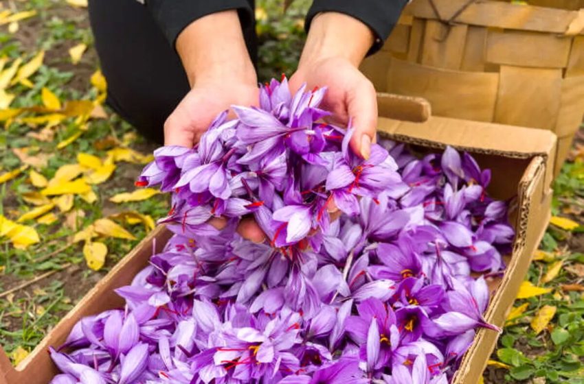  مشهد میزبان نخستین جشنواره روز ملی زعفران است